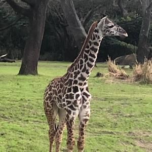 Meet your Posher, Dori